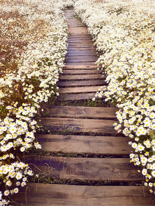 flowery path