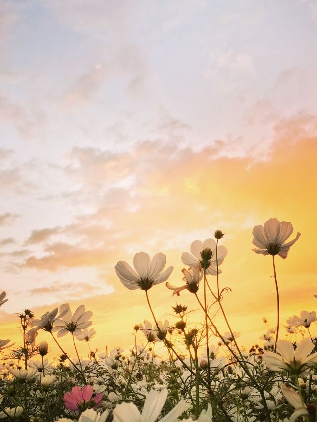 flowers in a field with sunset