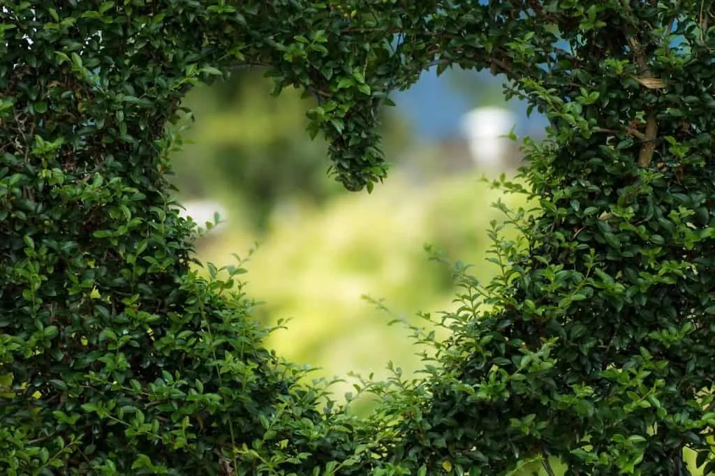 heart-love-green